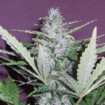 Pink Citrus Auto Cannabisblüte – gewachsen aus Automatic Hanfsamen von Z Retired