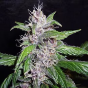 Pink Salad Auto Cannabisblüte – gewachsen aus Automatic Hanfsamen von Z Retired