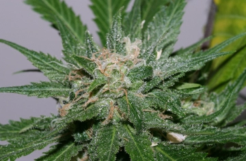 Sweet Pink Grapefruit Cannabisblüte – gewachsen aus Regulaere Hanfsamen von Tyrol Seeds