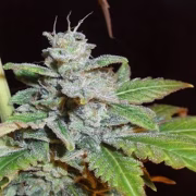 White OGRE Auto Cannabisblüte – gewachsen aus Automatic Hanfsamen von Z Retired