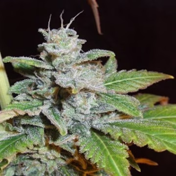 White OGRE Auto Cannabisblüte – gewachsen aus Automatic Hanfsamen von Z Retired