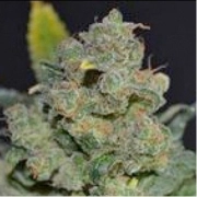 710 Auto Cheese Cannabisblüte – gewachsen aus Automatic Hanfsamen von z710 Genetics