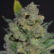 710 Cheese Cannabisblüte – gewachsen aus Feminisierte Hanfsamen von z710 Genetics