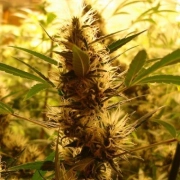 710 Diesel Auto Cannabisblüte – gewachsen aus Automatic Hanfsamen von z710 Genetics