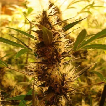 710 Diesel Auto Cannabisblüte – gewachsen aus Automatic Hanfsamen von z710 Genetics