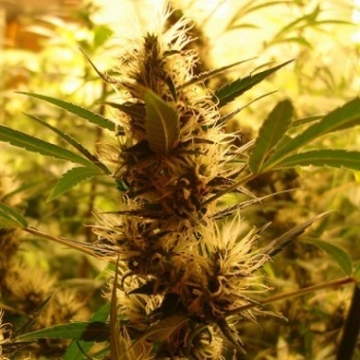 710 Diesel Auto Cannabisblüte – gewachsen aus Automatic Hanfsamen von z710 Genetics