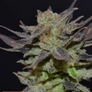 710 Purps Cannabisblüte – gewachsen aus Feminisierte Hanfsamen von z710 Genetics