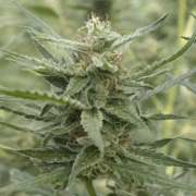 AK107 Auto Cannabisblüte – gewachsen aus Automatic Hanfsamen von z710 Genetics