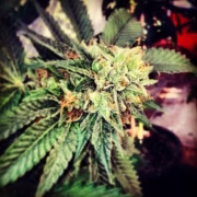 Berry OG Kush Cannabisblüte – gewachsen aus Feminisierte Hanfsamen von z710 Genetics