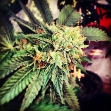 Berry OG Kush Cannabisblüte – gewachsen aus Feminisierte Hanfsamen von z710 Genetics