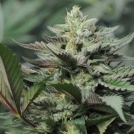 Dreamcatcher Cannabisblüte – gewachsen aus Feminisierte Hanfsamen von z710 Genetics