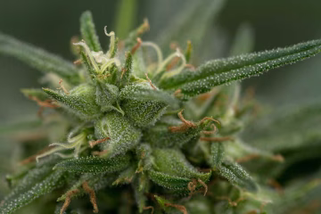 Fools Gold Cannabisblüte – gewachsen aus Feminisierte Hanfsamen von z710 Genetics