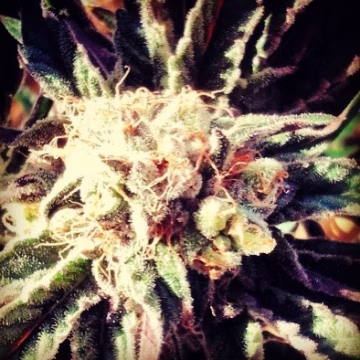 Fruity Widow Cannabisblüte – gewachsen aus Feminisierte Hanfsamen von z710 Genetics