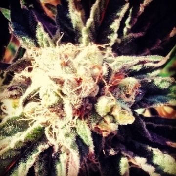 Fruity Widow Cannabisblüte – gewachsen aus Feminisierte Hanfsamen von z710 Genetics