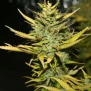 G13 Hashplant Cannabisblüte – gewachsen aus Feminisierte Hanfsamen von z710 Genetics