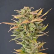 High Priority Auto Cannabisblüte – gewachsen aus Automatic Hanfsamen von z710 Genetics