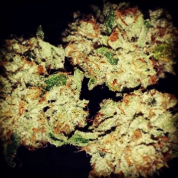 Mango Cannabisblüte – gewachsen aus Feminisierte Hanfsamen von z710 Genetics