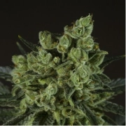 Old White Widow Cannabisblüte – gewachsen aus Feminisierte Hanfsamen von z710 Genetics