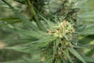 Pure Jack Cannabisblüte – gewachsen aus Feminisierte Hanfsamen von z710 Genetics