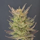 Purps Auto Cannabisblüte – gewachsen aus Automatic Hanfsamen von z710 Genetics
