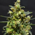Shellshock Auto Cannabisblüte – gewachsen aus Automatic Hanfsamen von z710 Genetics