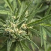 Shellshock Cannabisblüte – gewachsen aus Feminisierte Hanfsamen von z710 Genetics