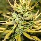 SMOG FEMINISED Cannabisblüte – gewachsen aus Feminisierte Hanfsamen von z710 Genetics