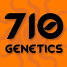 Sour White Cannabisblüte – gewachsen aus Feminisierte Hanfsamen von z710 Genetics