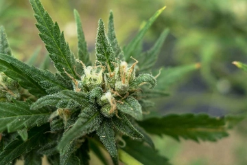 Sweet Tooth Cannabisblüte – gewachsen aus Feminisierte Hanfsamen von z710 Genetics