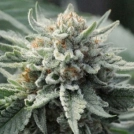 Tropical Berry Cannabisblüte – gewachsen aus Feminisierte Hanfsamen von z710 Genetics