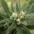 White Candy Auto Cannabisblüte – gewachsen aus Automatic Hanfsamen von z710 Genetics