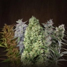 Ace Mix Cannabisblüte – gewachsen aus Feminisierte Hanfsamen von Ace Seeds