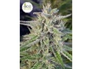 Bangi Haze Cannabisblüte – gewachsen aus Regulaere Hanfsamen von Ace Seeds