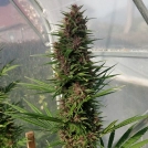 Congo Cannabisblüte – gewachsen aus Feminisierte Hanfsamen von Ace Seeds