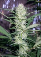 Congo Cannabisblüte – gewachsen aus Regulaere Hanfsamen von Ace Seeds
