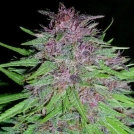 Erdpurt Cannabisblüte – gewachsen aus Regulaere Hanfsamen von Ace Seeds