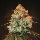 Golden Tiger Cannabisblüte – gewachsen aus Feminisierte Hanfsamen von Ace Seeds