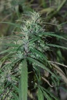 Green Haze Cannabisblüte – gewachsen aus Regulaere Hanfsamen von Ace Seeds