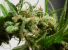 Guawi Cannabisblüte – gewachsen aus Feminisierte Hanfsamen von Ace Seeds