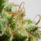 Malawi Cannabisblüte – gewachsen aus Feminisierte Hanfsamen von Ace Seeds