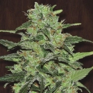 Malawi Cannabisblüte – gewachsen aus Regulaere Hanfsamen von Ace Seeds