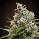 Nepal Jam Cannabisblüte – gewachsen aus Regulaere Hanfsamen von Ace Seeds
