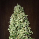 Orient Express Cannabisblüte – gewachsen aus Feminisierte Hanfsamen von Ace Seeds