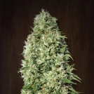 Orient Express Cannabisblüte – gewachsen aus Regulaere Hanfsamen von Ace Seeds