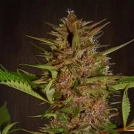 Pakistan Chitral Kush Cannabisblüte – gewachsen aus Regulaere Hanfsamen von Ace Seeds
