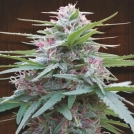 Panama Cannabisblüte – gewachsen aus Feminisierte Hanfsamen von Ace Seeds
