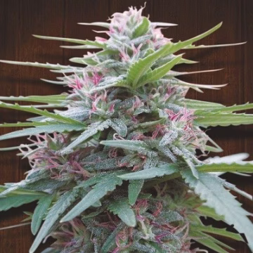 Panama Cannabisblüte – gewachsen aus Feminisierte Hanfsamen von Ace Seeds