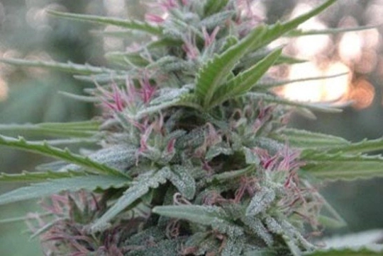 Panama – Ace Seeds – Regulär