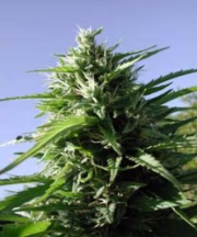 Tikal Cannabisblüte – gewachsen aus Feminisierte Hanfsamen von Ace Seeds