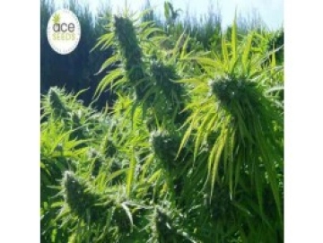 Tikal Cannabisblüte – gewachsen aus Regulaere Hanfsamen von Ace Seeds